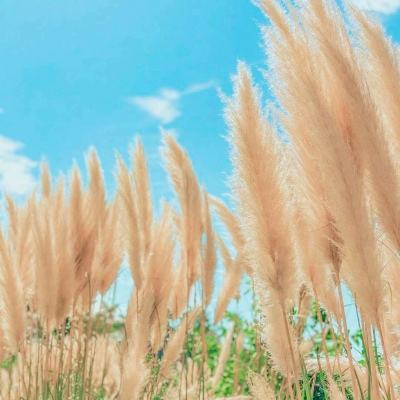 机甲军团最新破解版下载