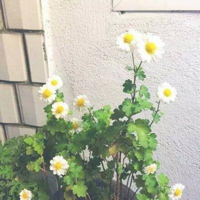 斗鱼究极数码暴龙官方版下载